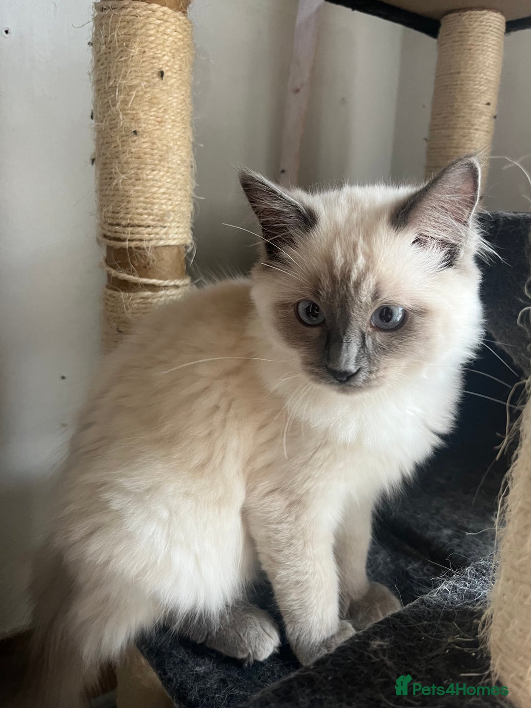 Ragdoll cats for sale: Last 3 Male Ragdolls - Image 2