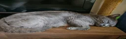 Mixed Breed cats for adoption: Blue female rescue cat Looking for 1st Real Home - Advert 3