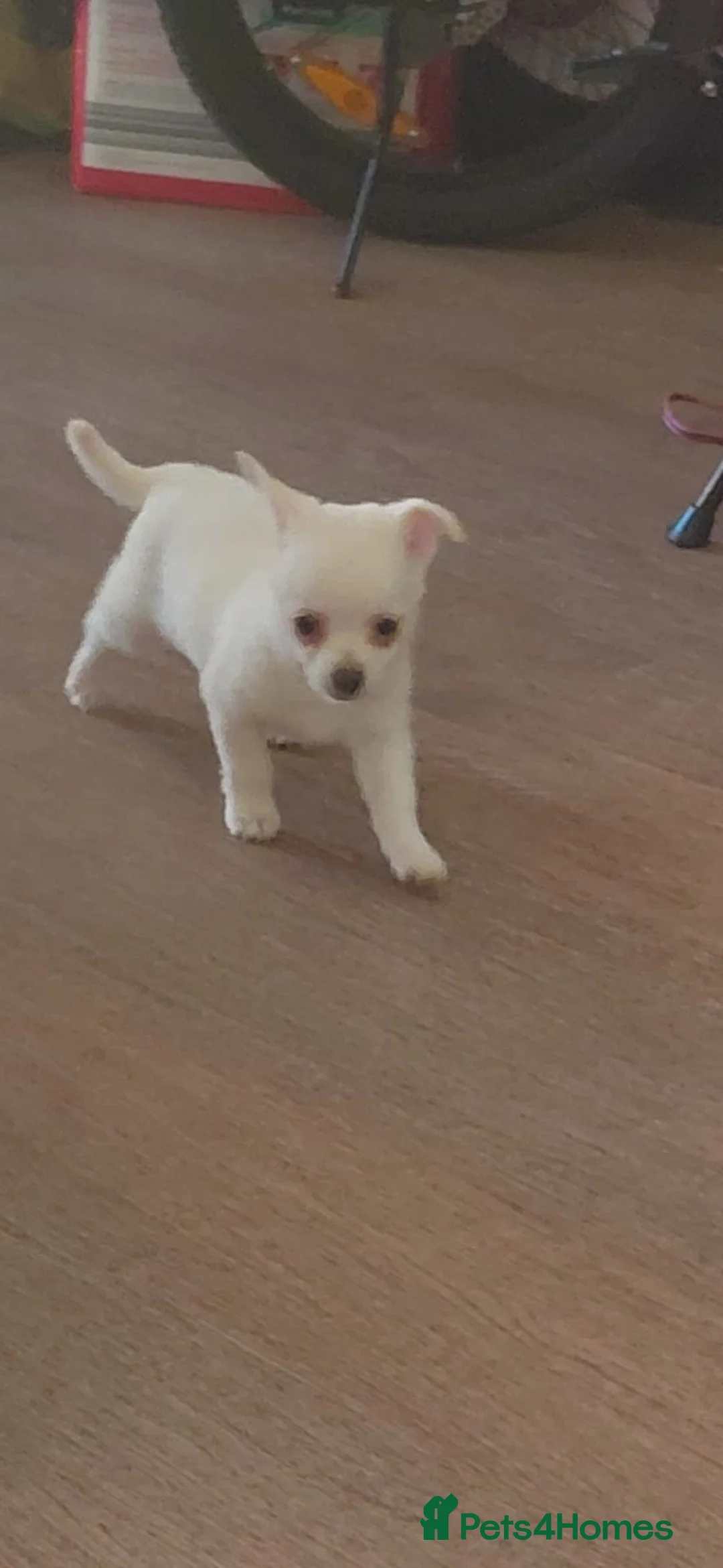 Chihuahua dogs for sale: Chihuahua pups in Chester-le-Street - Advert 2
