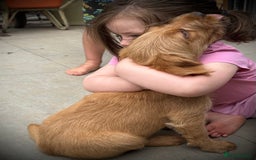 Labradoodle dogs for sale: Health Tested Miniature Labradoodles - Image 1