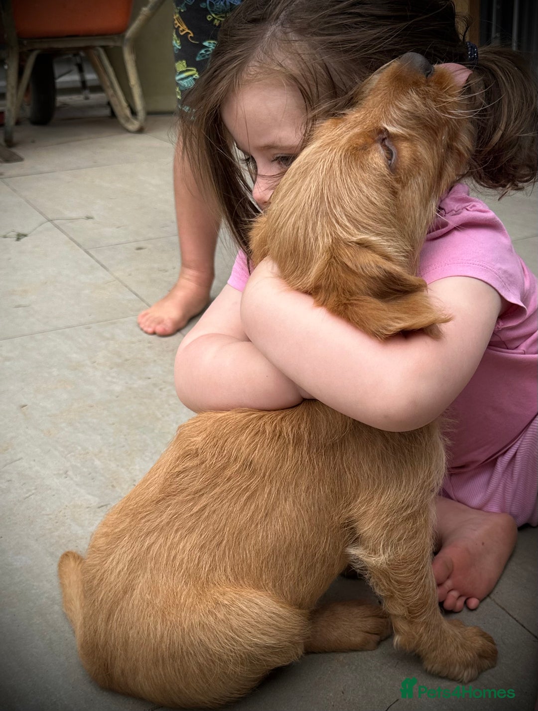 Labradoodle dogs for sale: Health Tested Miniature Labradoodles - Image 1
