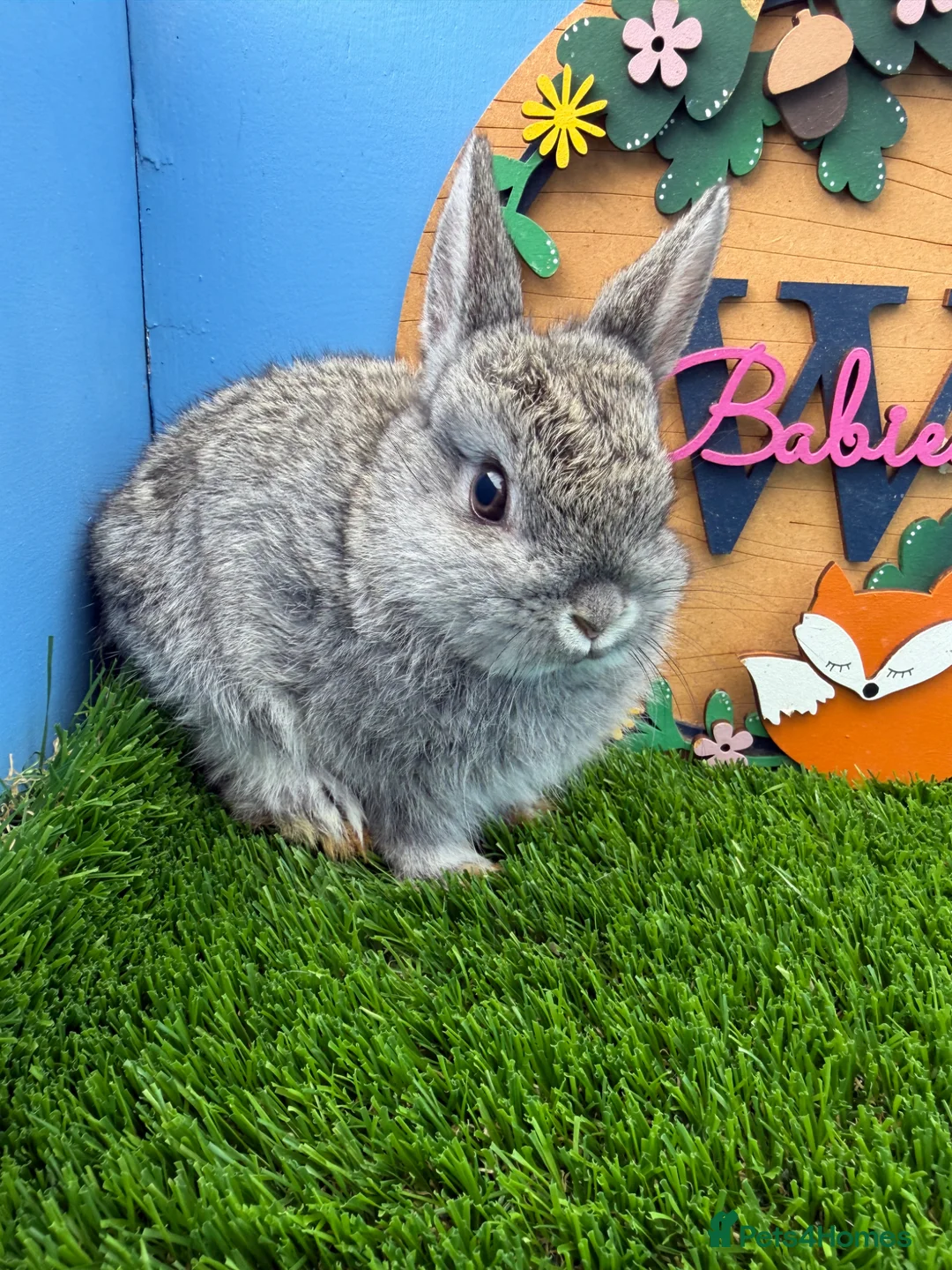 Netherland Dwarf rabbits for sale: Pure bred Netherland dwarf Baby Rabbits  - Advert 1