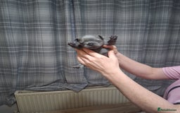 French Bulldog dogs for sale: French bulldogs - Image 20