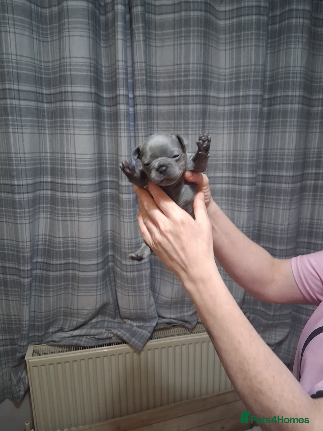 French Bulldog dogs for sale: French bulldogs - Image 20