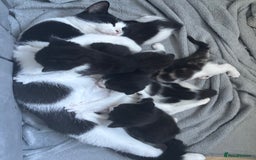 British Shorthair cats for sale: 3 black and white kittens  - Advert 4