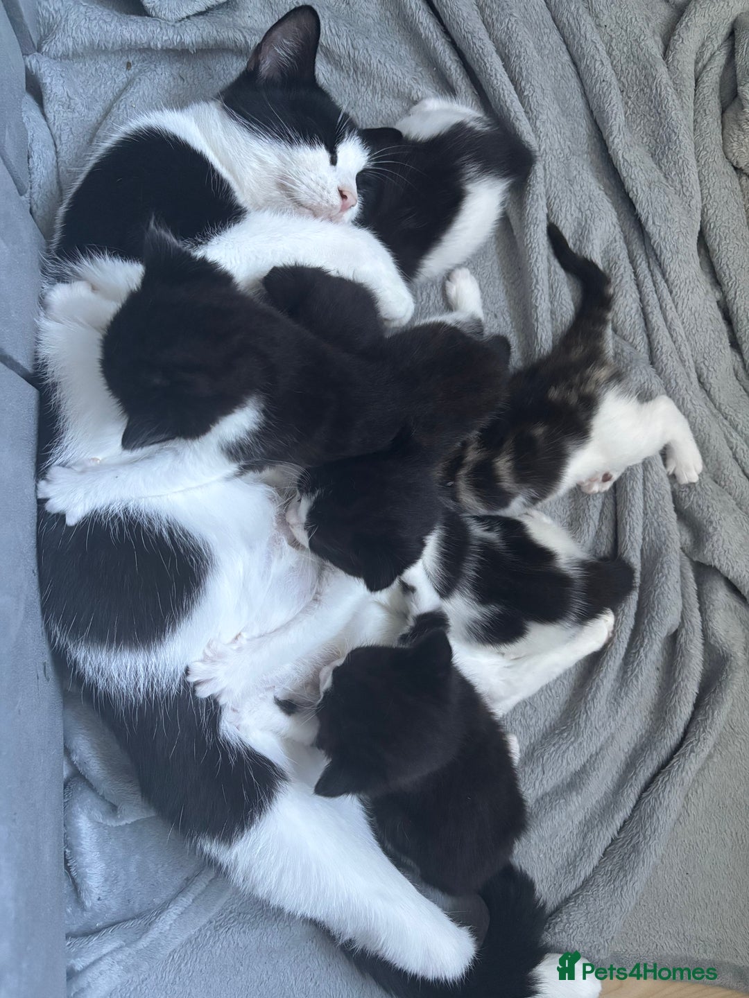 British Shorthair cats for sale: 3 black and white kittens  - Advert 4