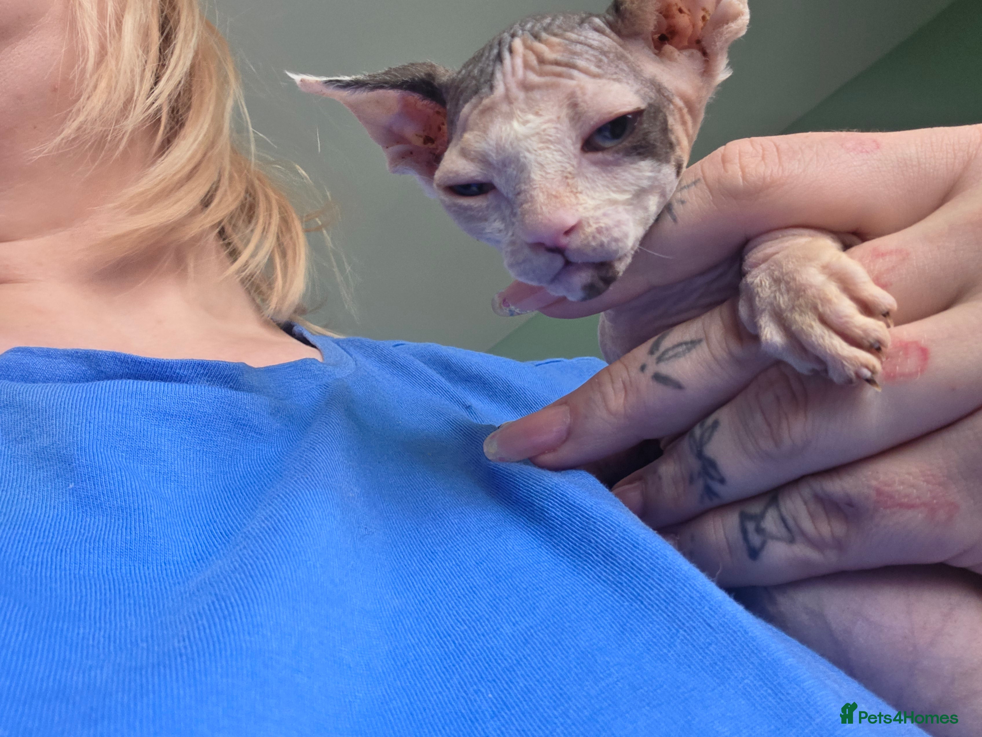 Sphynx cats for sale:  Kittens Ready for Loving Homes - Advert 3