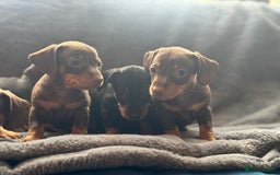 Mixed Breed dogs for sale: Outstanding family pets  - Image 7