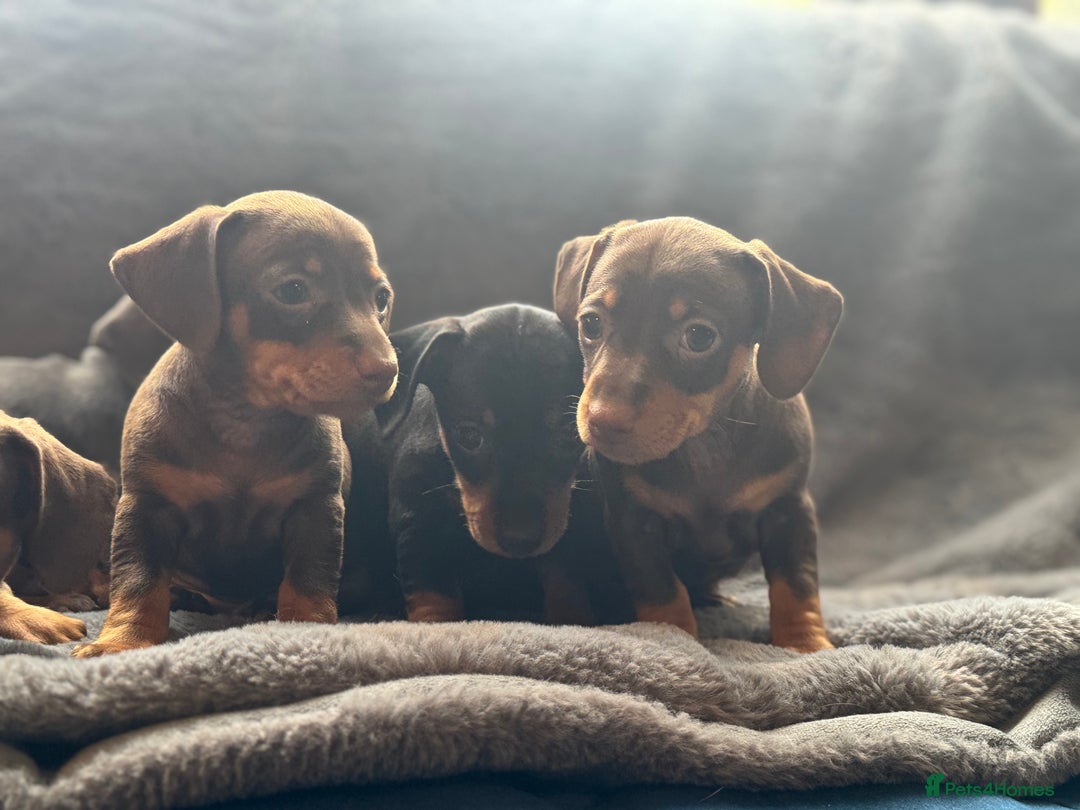 Mixed Breed dogs for sale: Outstanding family pets  - Image 7