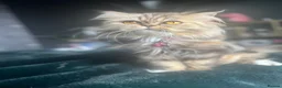 Persian cats for sale: Gorgeous Persian Kittens  in Bedford - Advert 15