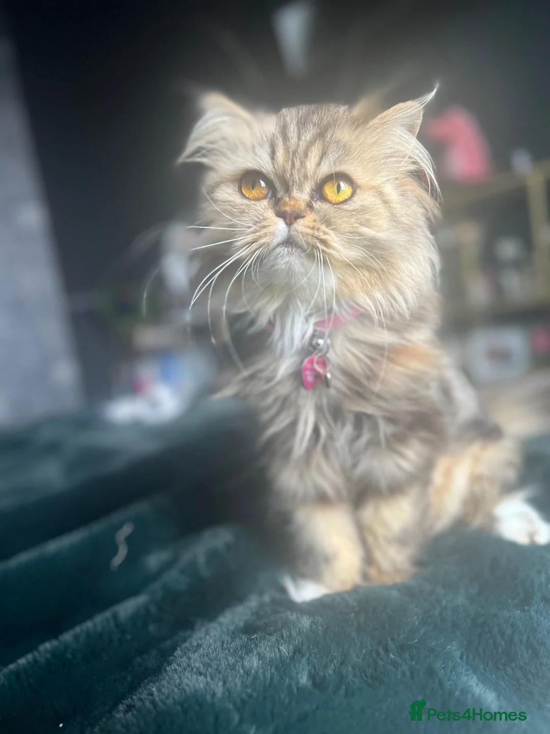 Persian cats for sale: Gorgeous Persian Kittens  in Bedford - Advert 15