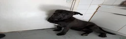 Cane Corso dogs for sale: Need rehome for cane corso 8 month old  - Advert 5