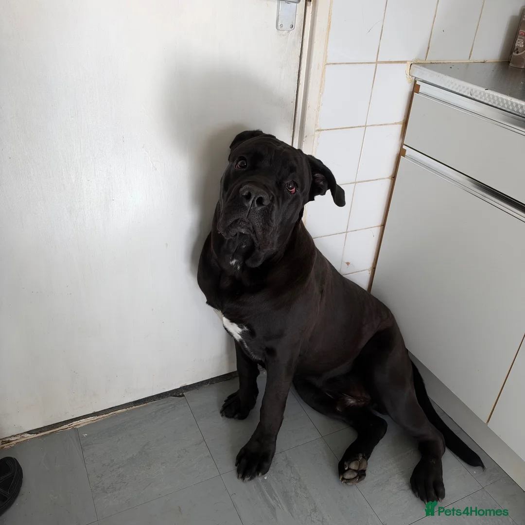 Cane Corso dogs for sale: Need rehome for cane corso 8 month old  - Advert 5