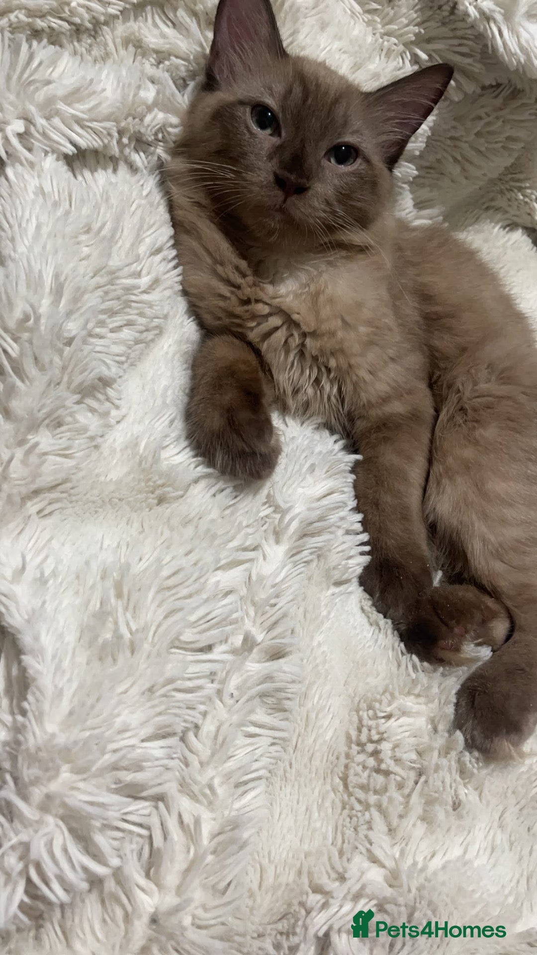 Ragdoll cats RARE seal sepia Ragdoll kitten - Advert 2