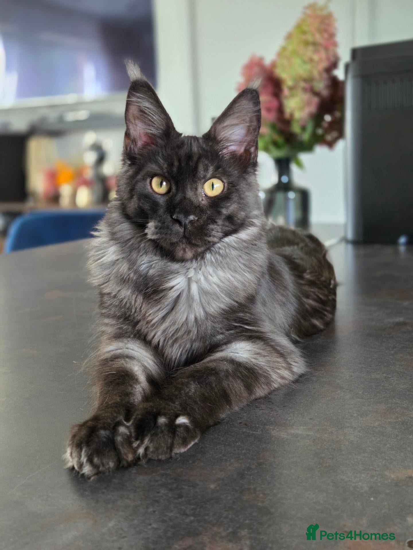 Maine Coon cats Maine Coon kittens, 2 girls , 1 boy  - Advert 2