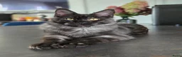 Maine Coon cats for sale: Maine Coon kittens, 2 girls , 1 boy  - Advert 3