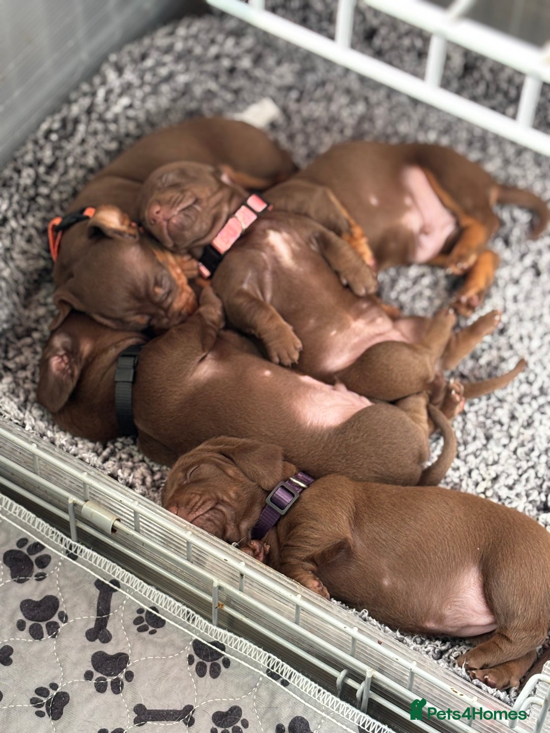 Miniature Dachshund dogs for sale: Stunning KC Reg chocolate/tan Dachshund puppies - Image 15