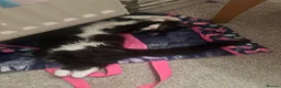 British Longhair cats for sale: Beautiful tuxedo long hair girl - Advert 8