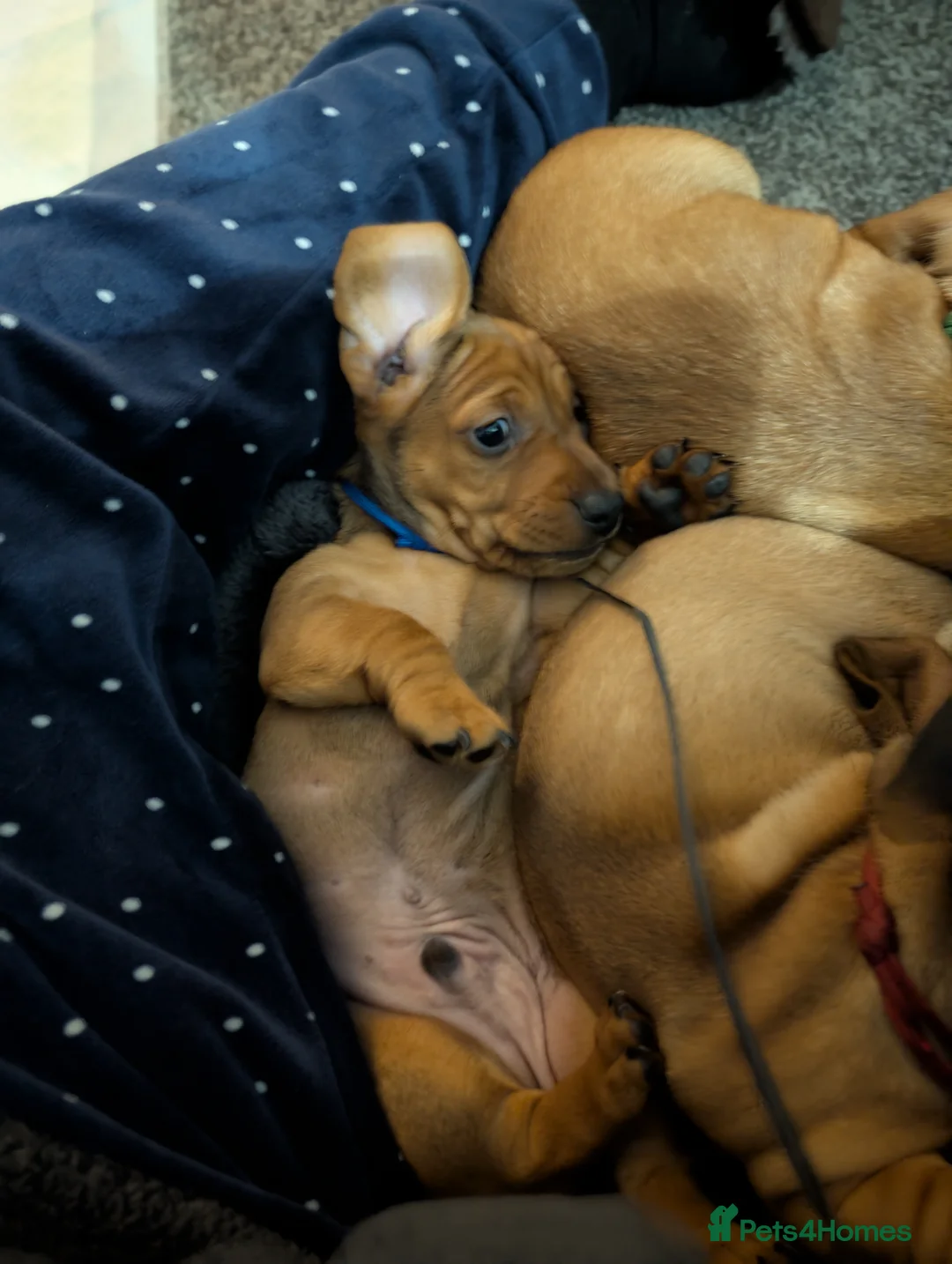 Mixed Breed dogs for sale: Dachshund cross pug puppies in Huddersfield - Advert 11