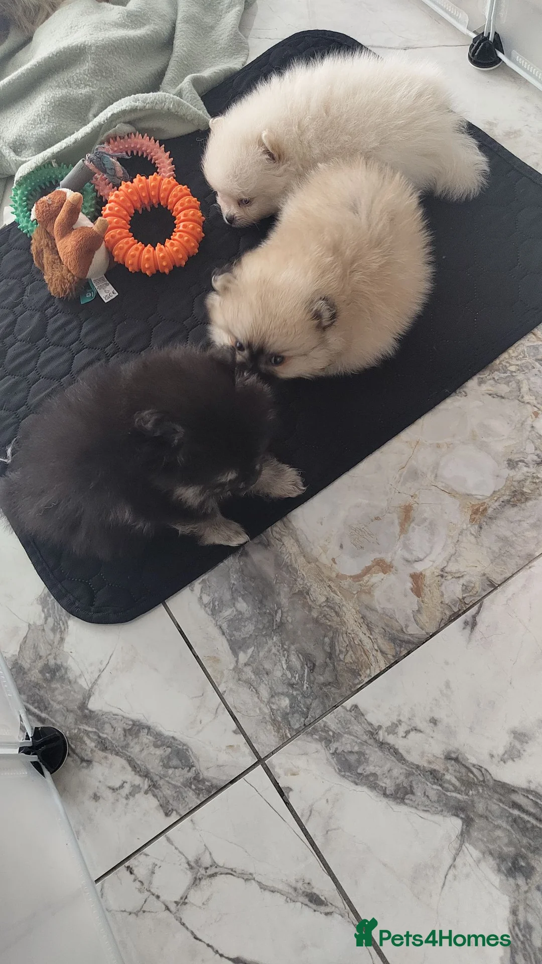 Pomeranian dogs for sale: KC registered cream female pomerainian  - Advert 8
