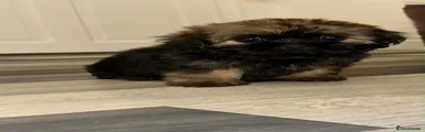 Shih Tzu 1