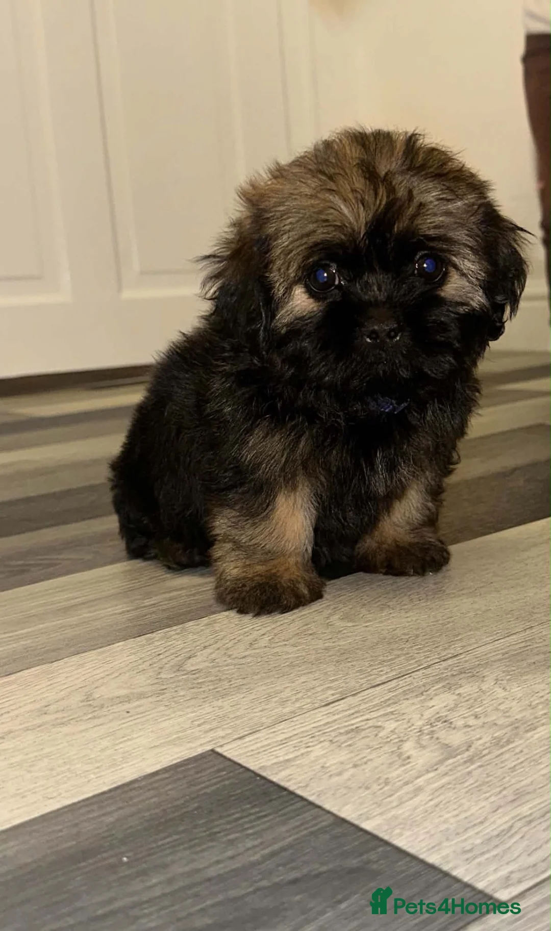 Shih Tzu dogs for sale: ✨✨Beautiful Shih TzuPuppies ✨✨ 🍯🌰🍪🧁🧸🐶 - Advert 18