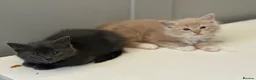 Domestic Shorthair cats for sale: Kittens ready to find a loving forever home  - Advert 3