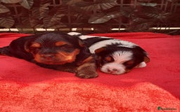 Yorkshire Terrier dogs for sale: Beautiful Biewer Yorkshire pups*LASTBOY Readynow* in Andover - Image 20