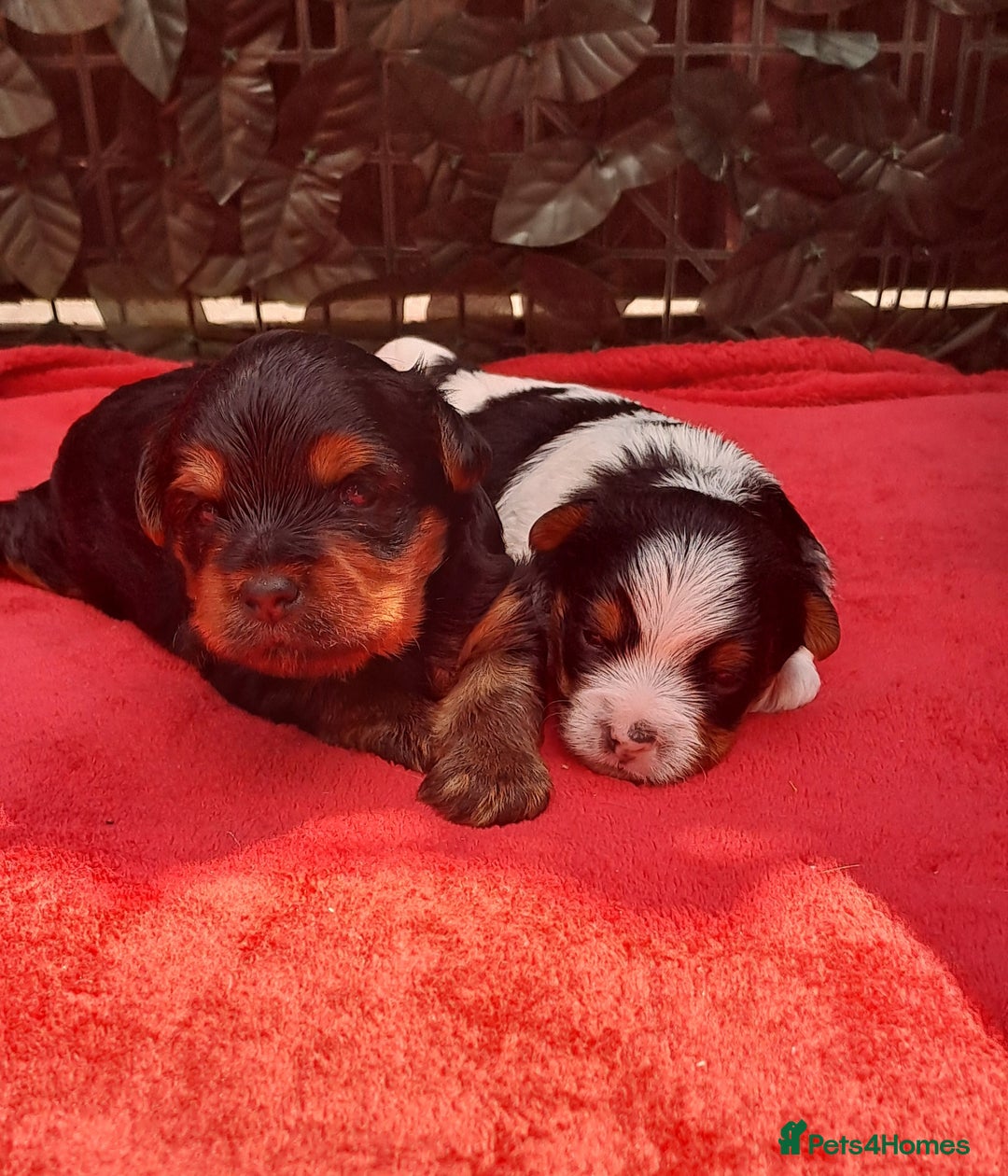 Yorkshire Terrier dogs for sale: Beautiful Biewer Yorkshire pups*LASTBOY Readynow* in Andover - Image 20