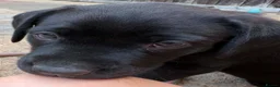 Labrador Retriever dogs for sale: Kc labrador puppy - Advert 4