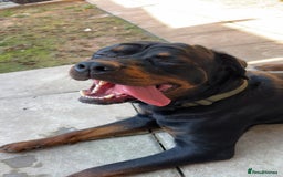 Rottweiler dogs for sale: Looking for a Loving New Home for My Best Friend - Image 4
