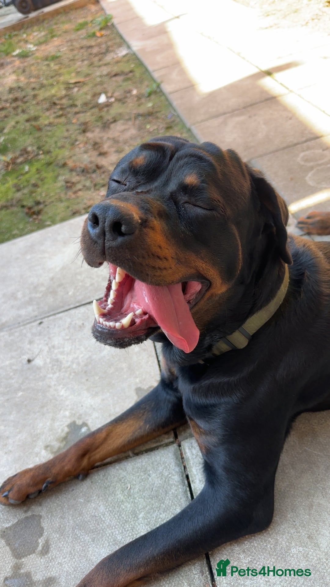 Rottweiler dogs for sale: Looking for a Loving New Home for My Best Friend - Image 4