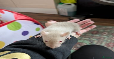 Rat rodents - Advert 5