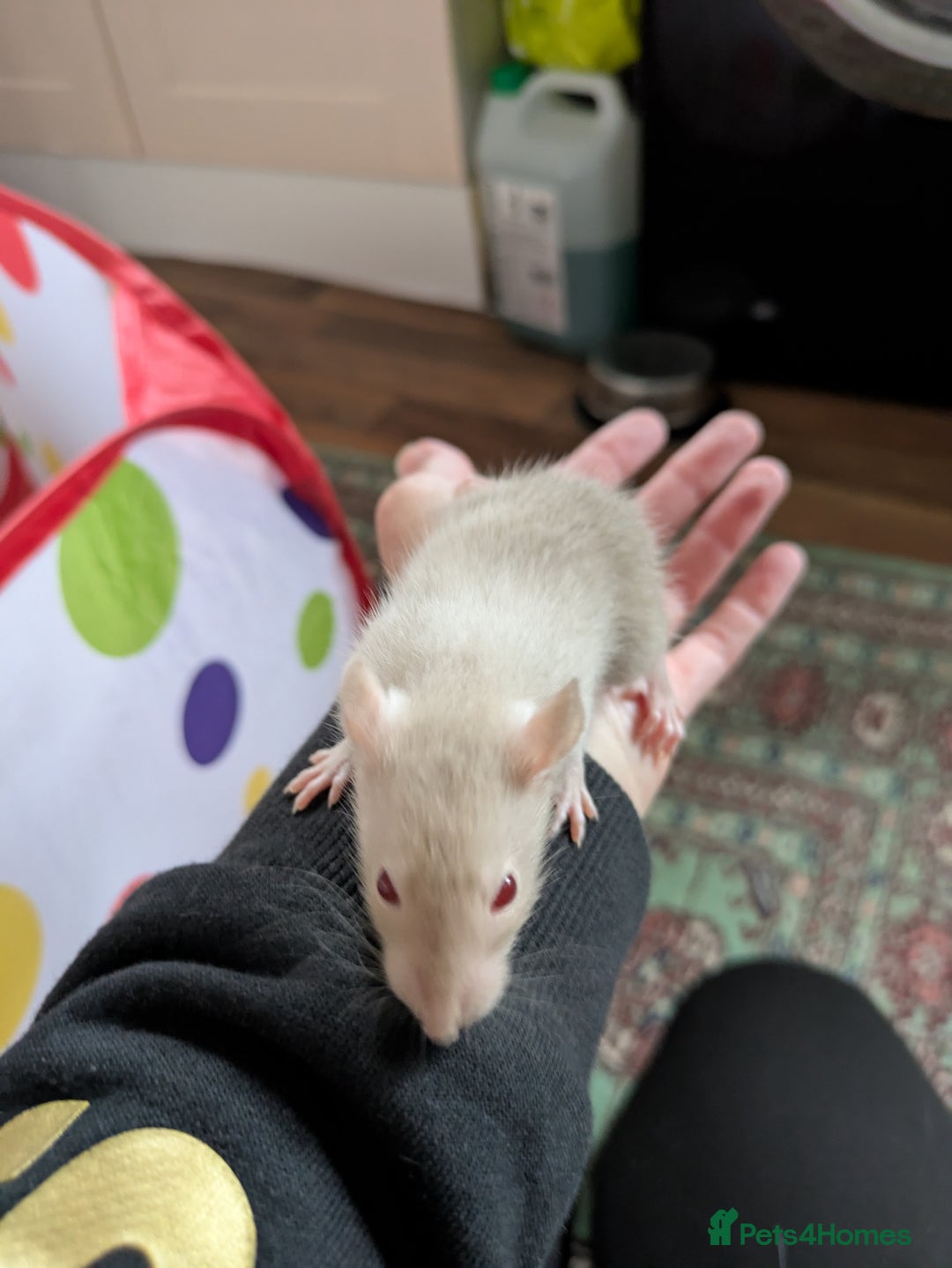 Rat rodents for sale: Dumbo rats - Image 3