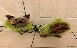 Yorkshire Terrier dogs for sale: ** Yorkshire Terrier Puppies  - Image 11