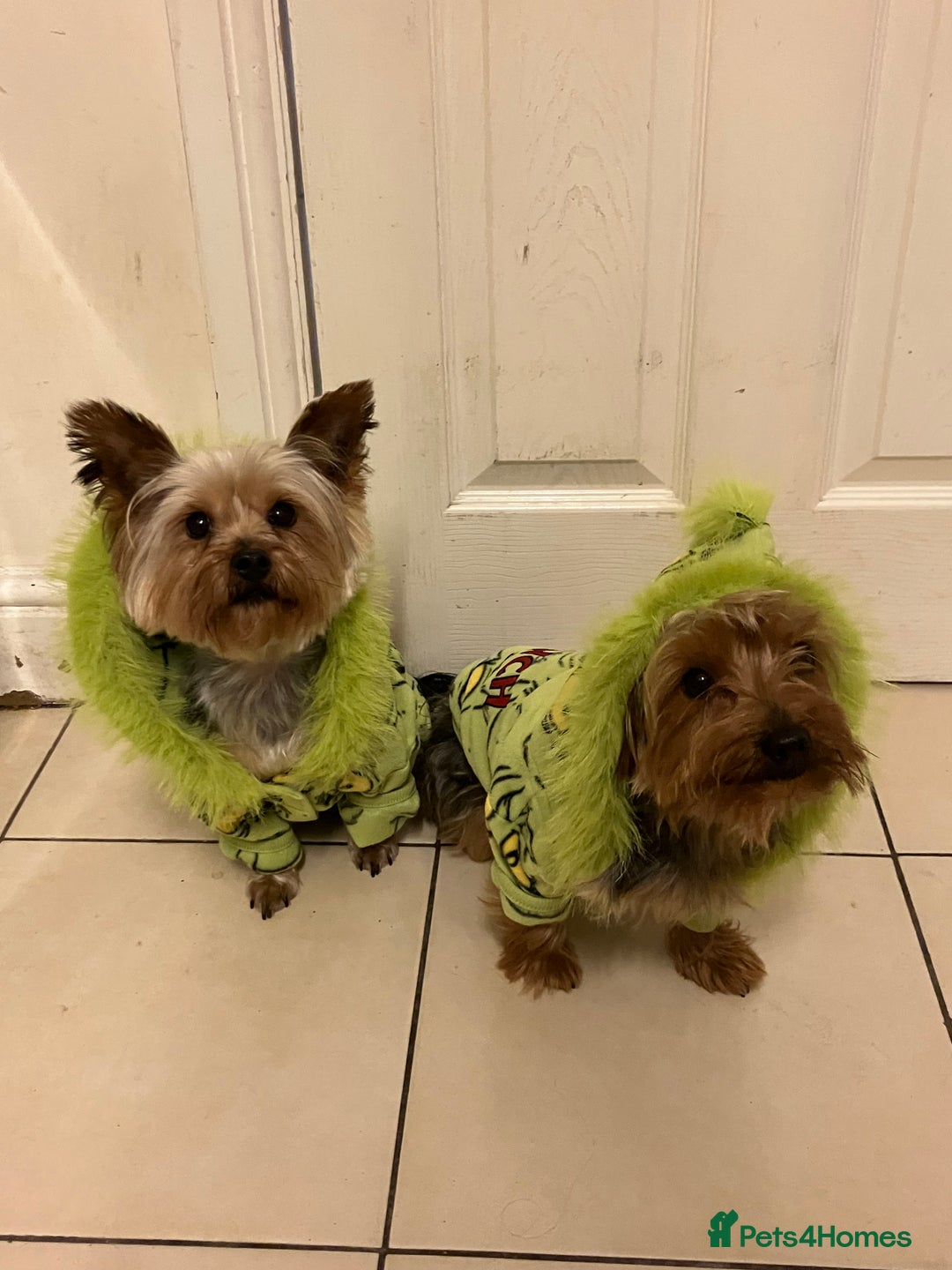 Yorkshire Terrier dogs for sale: ** Yorkshire Terrier Puppies  - Image 11