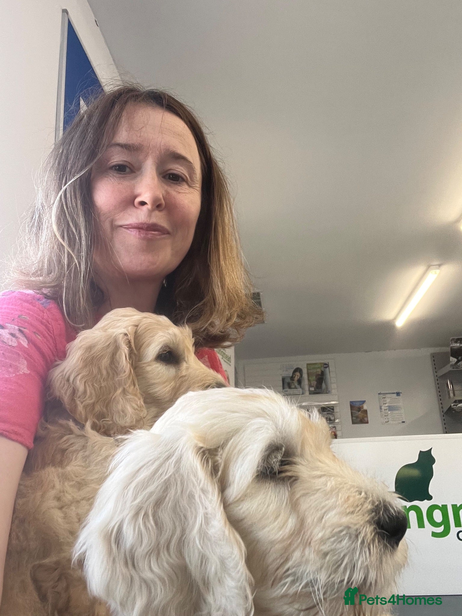 Double Doodle dogs Stunning Labradoodle X Goldendoodle litter of 10  - Advert 2