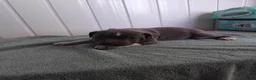 Staffordshire Bull Terrier dogs for sale: Staffordshire bull terrier puppies for sale  in Wednesbury - Advert 13