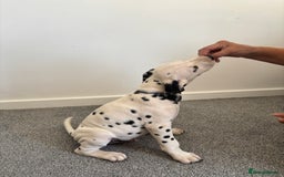 Dalmatian dogs for sale: Dalmatian  - Image 4