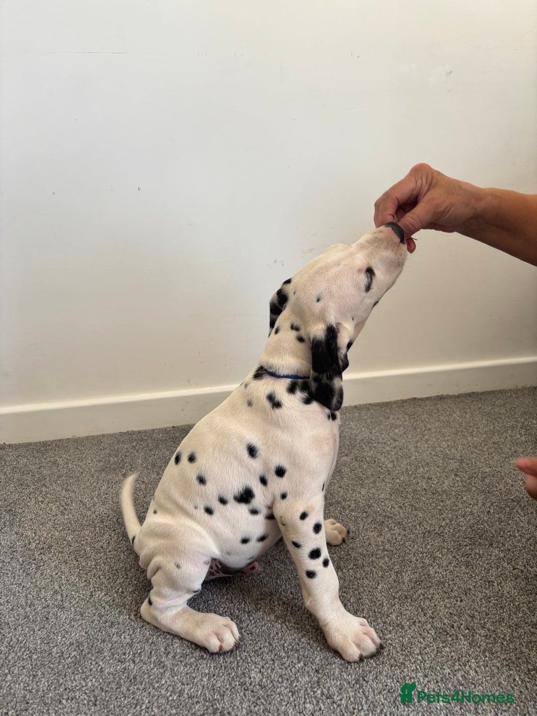 Dalmatian dogs for sale: Dalmatian  - Image 4