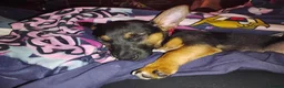 Jack Chi dogs for sale: Jack Chi pup  black tan  in Bradford - Advert 8