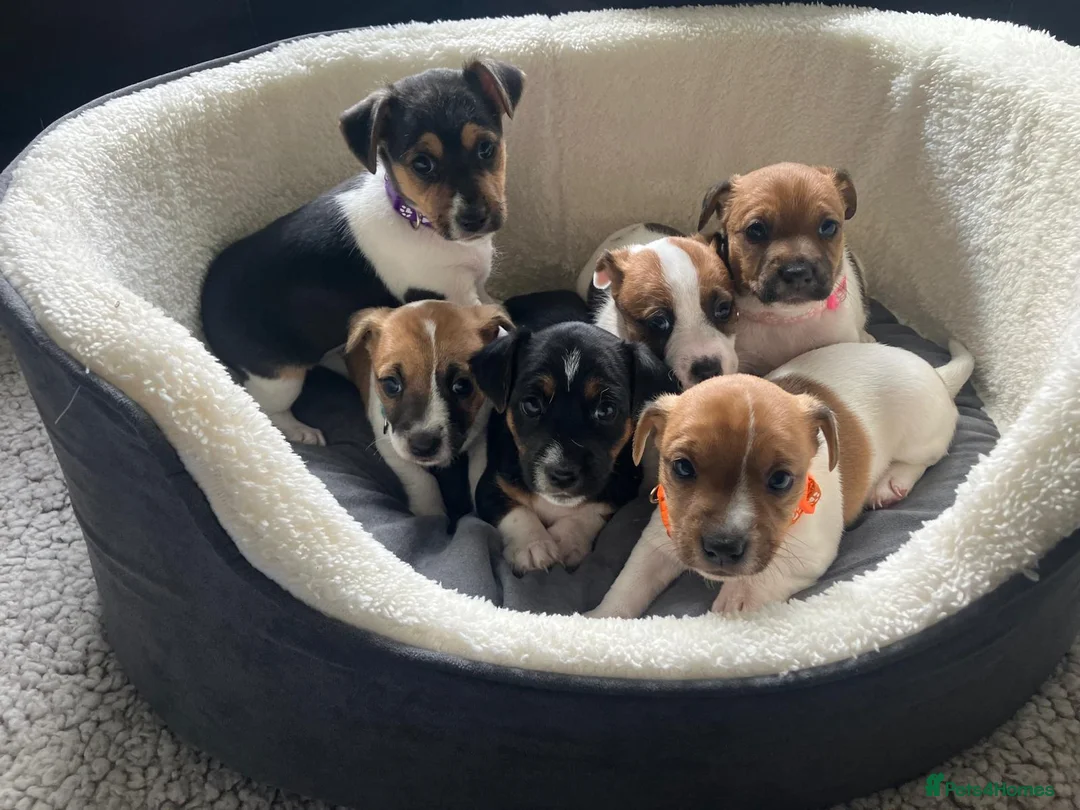 Jack Russell dogs for sale: Stunning short legged Jack Russell puppies - Advert 1