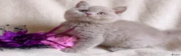 British Shorthair cats for sale: Gorgeous British Shorthairs Available TICA Reg - Advert 4
