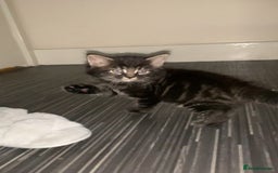Maine Coon cats for sale: Stunning maincoon  - Image 2