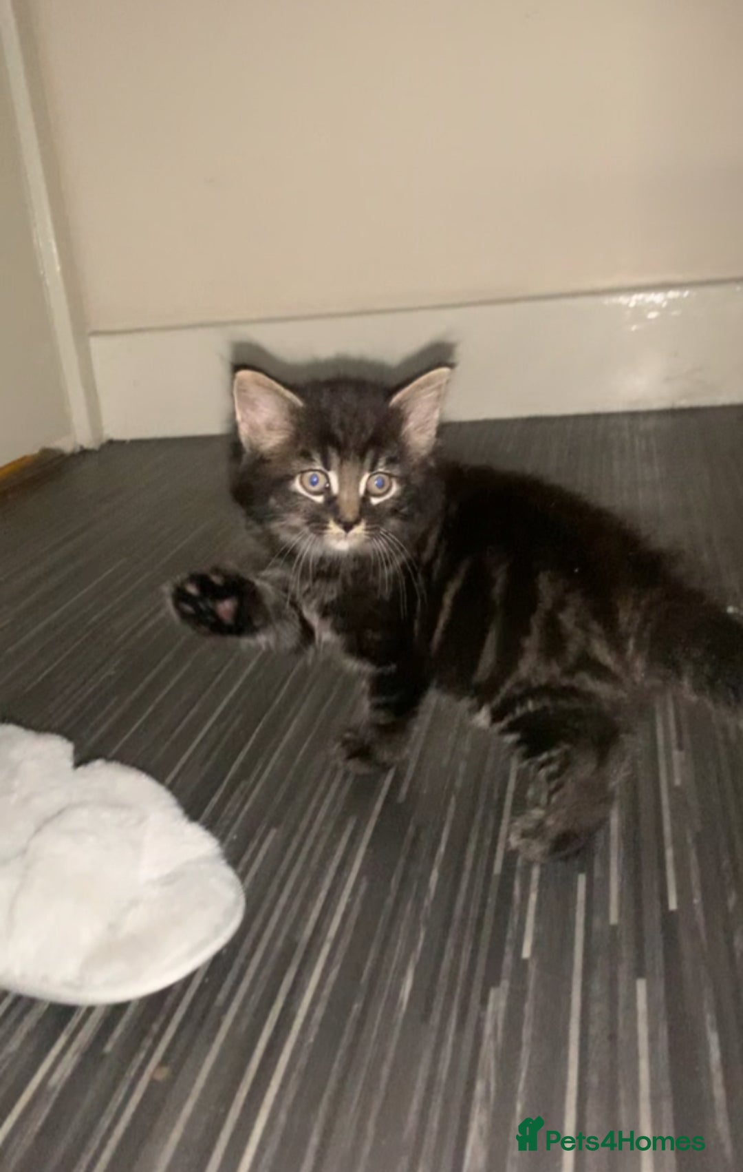 Maine Coon cats for sale: Stunning maincoon  - Image 2