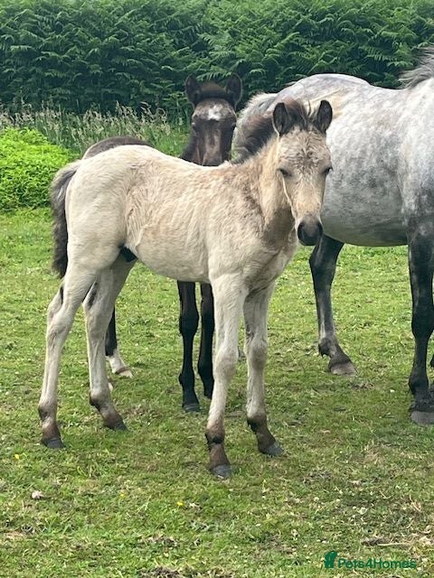 New Forest horses New Forest foals - Advert 1