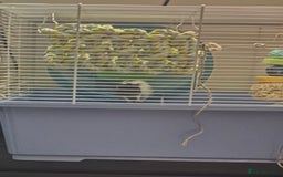 Rat rodents for sale: 2 male rats  - Image 2