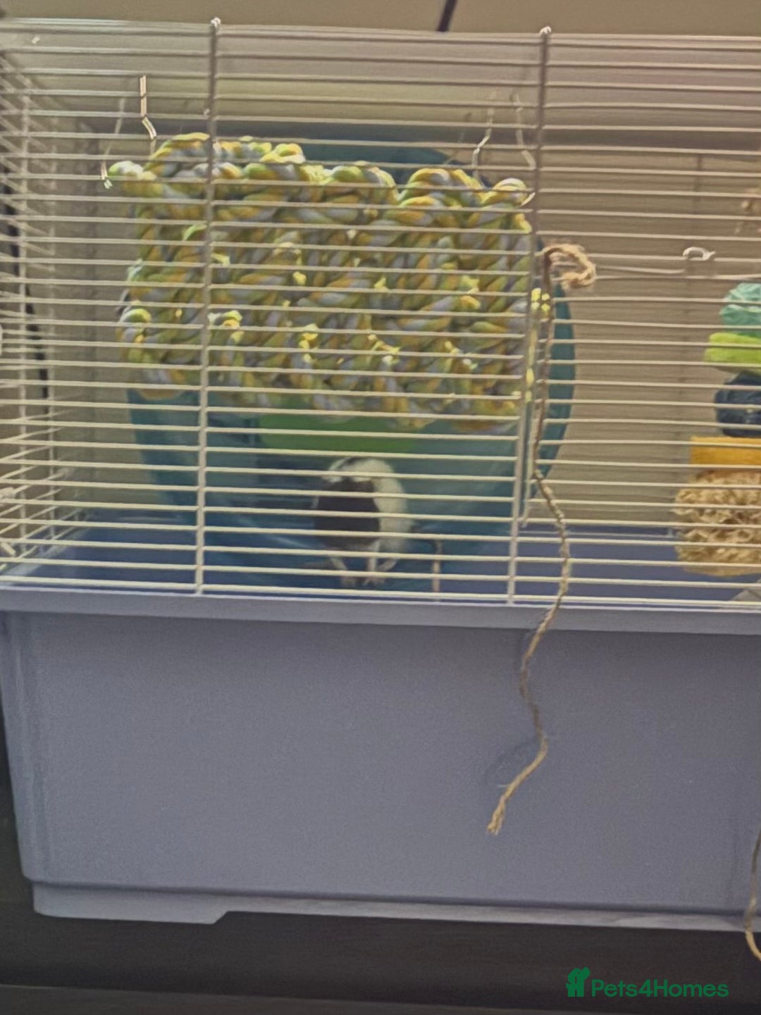 Rat rodents for sale: 2 male rats  - Image 2