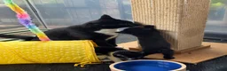 Mixed Breed cats for sale: Beautiful tuxedo kittens - Advert 10