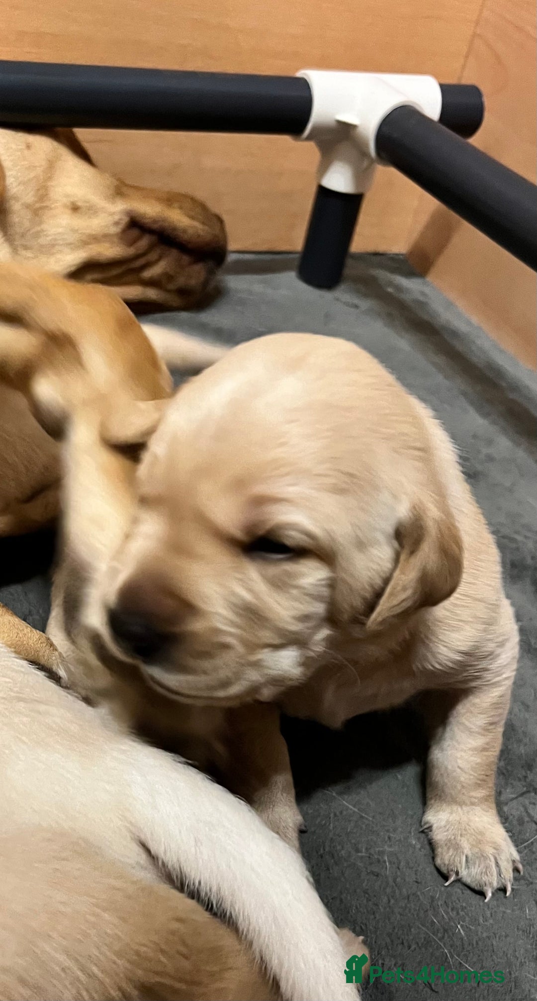Labrador Retriever dogs for sale: Labrador puppies in Shaftesbury - Image 17
